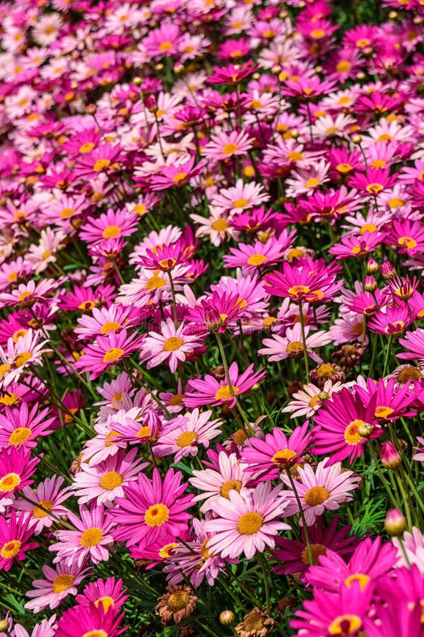 Vertical photo of pink, purple and rose daisy flowers