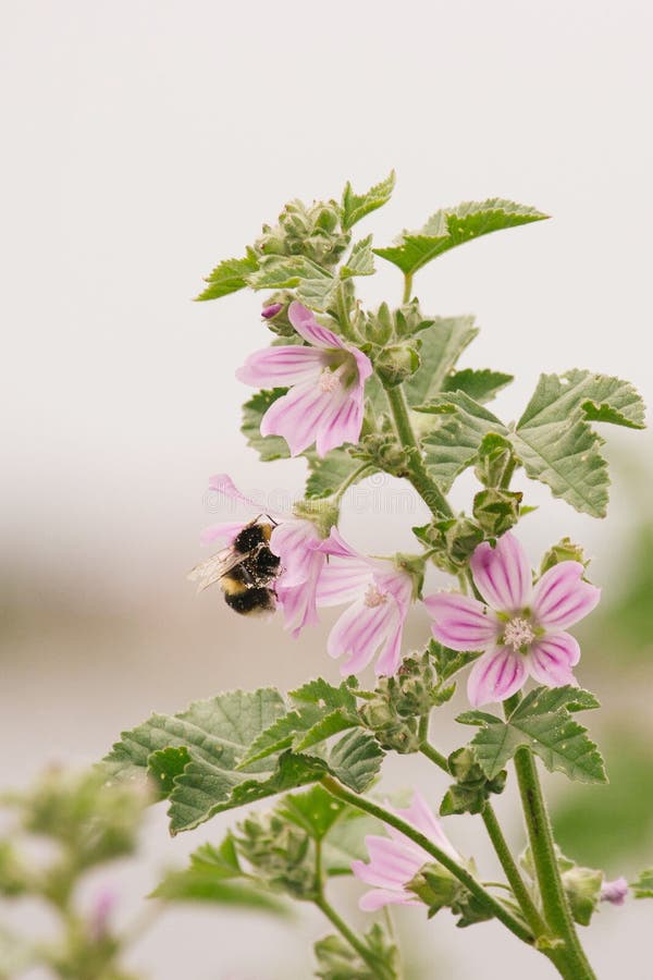 Bumblebee busy collecting pollen from a Mallow flower