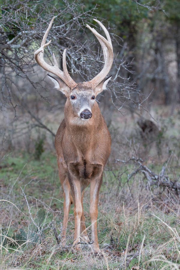 Vertical photograph of a heavy and high racked whitetail buck