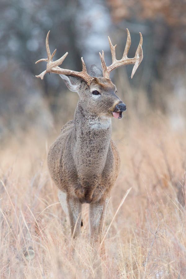 Vertical Photograph of Whitetail Buck with Broken Jaw Stock Image ...