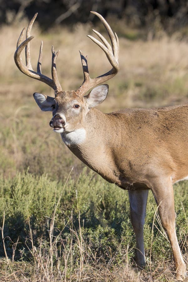 451 Whitetail Deer Fighting Stock Photos - Free & Royalty-Free Stock ...