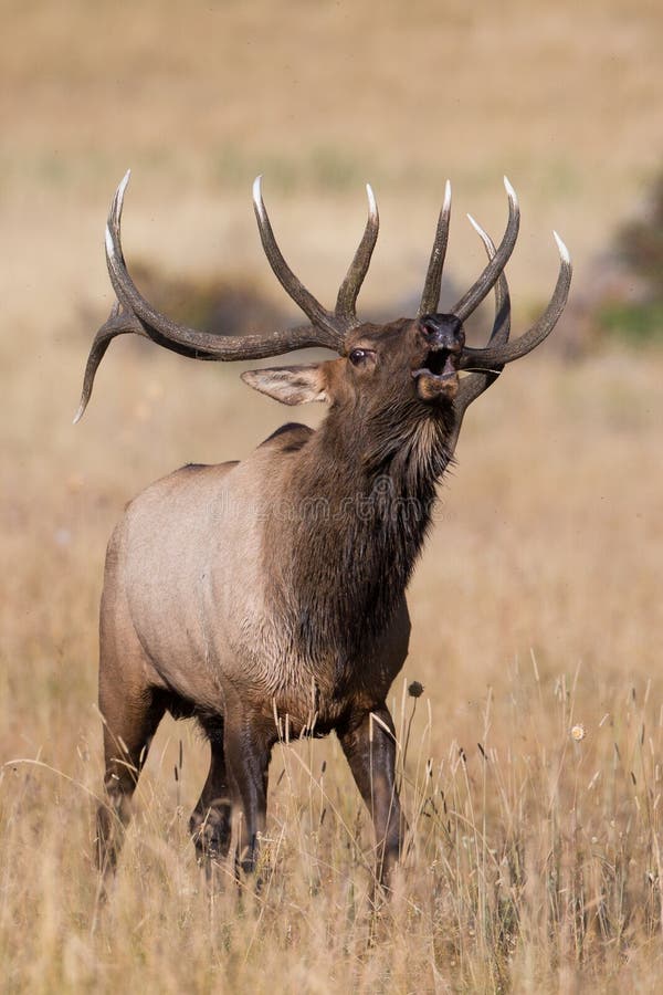 Bull elk bugling up close stock photo. Image of high 62436442