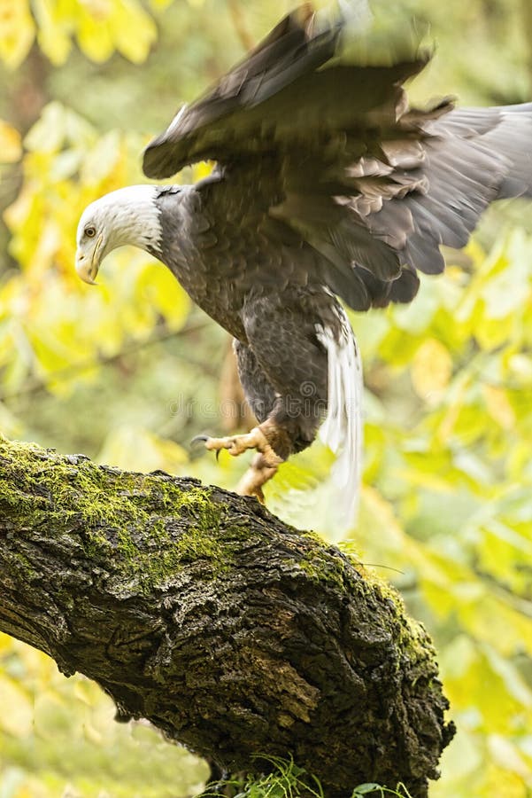 Vertical picture of a flying bald eagle surrounded by greenery under the sunlight royalty free stock images Vertical picture of a flying bald eagle surrounded by greenery under the sunlight royalty free stock images