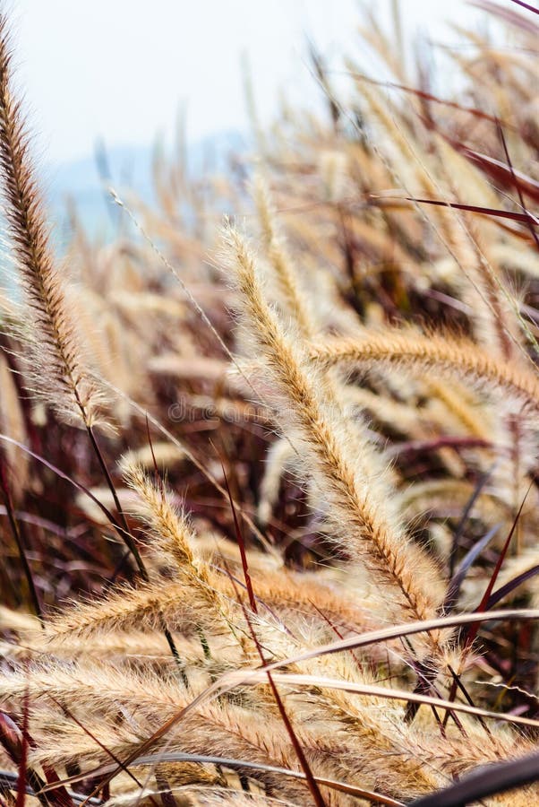 Vertical picture of Pennisetum flower with red leaves and mountain in background