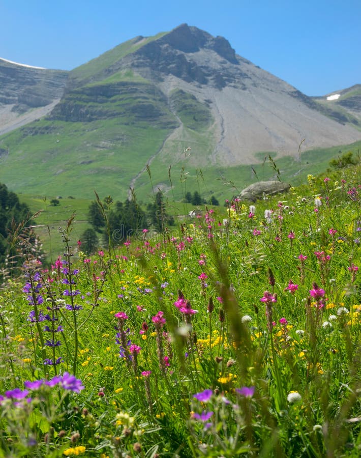 Vast Meadows Meaning Vast Meadows Meaning