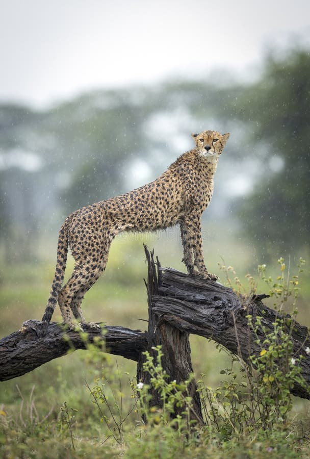 Vertical portrait of an adult cheetah standing on wet tree branch in the rain in Ndutu in Tanzania royalty free stock photography