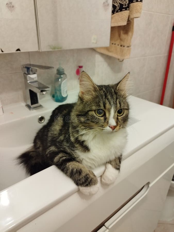 Vertical Portrait of a Cat in a Bathroom Stock Photo - Image of domestic, animal: 258762880