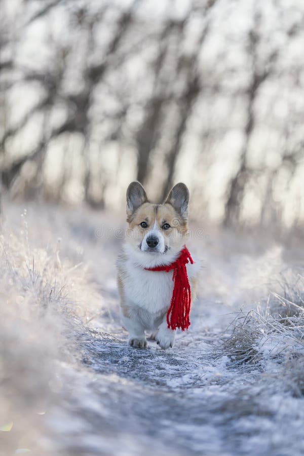 Vertical portrait of a cute corgi dog in a red scarf walking on a frosty morning on the grass covered with white cold snow royalty free stock photo