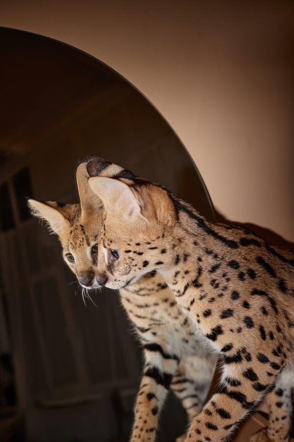 Serval Cat Looking in Mirror Stock Photo - Image of home, indoors