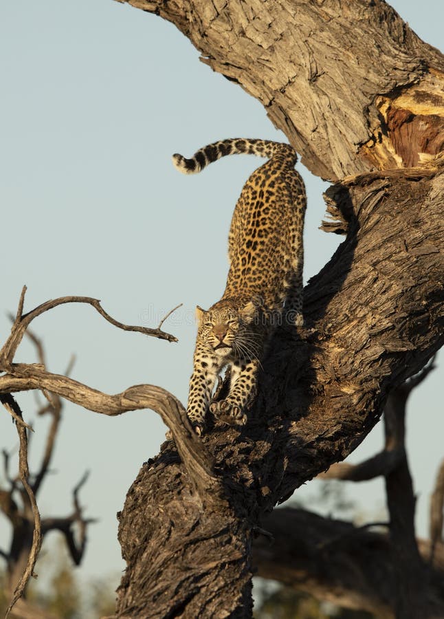 Leopard In Tree, South Africa Stock Photo - Image of panthera, safari ...