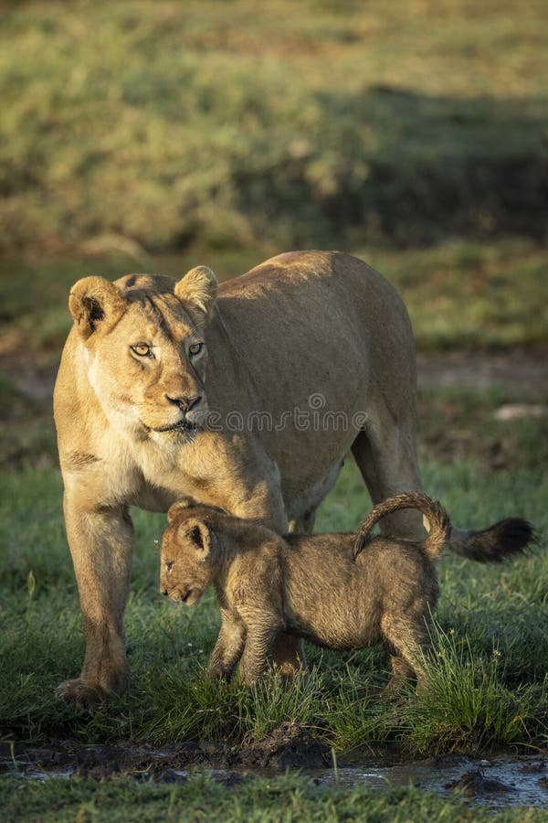 Vertical portrait of a mother lioness and her lion cub in Ndutu Tanzania
