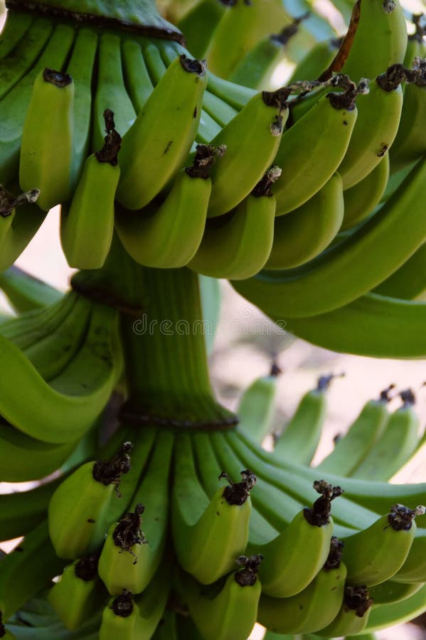 Vertical of Raw Banana Bunches on a Tree Stock Photo Image of vitamins, harvest 255146434