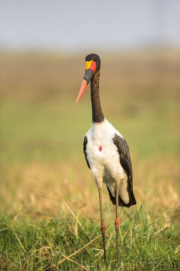 Saddle-billed stork in vertical picture. Saddle-billed stork in vertical picture