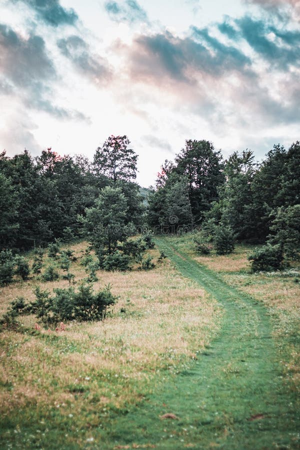 Vertical scenic shot of a pathway in the middle of a field with trees during a cloudy day royalty free stock photography