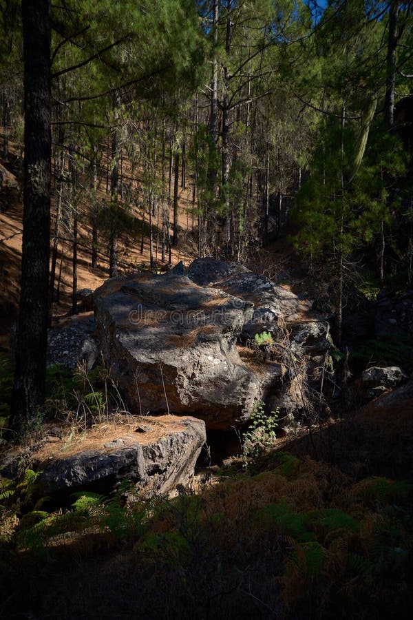 Vertical scenic shot of trees and rock formations on a mountain stock image