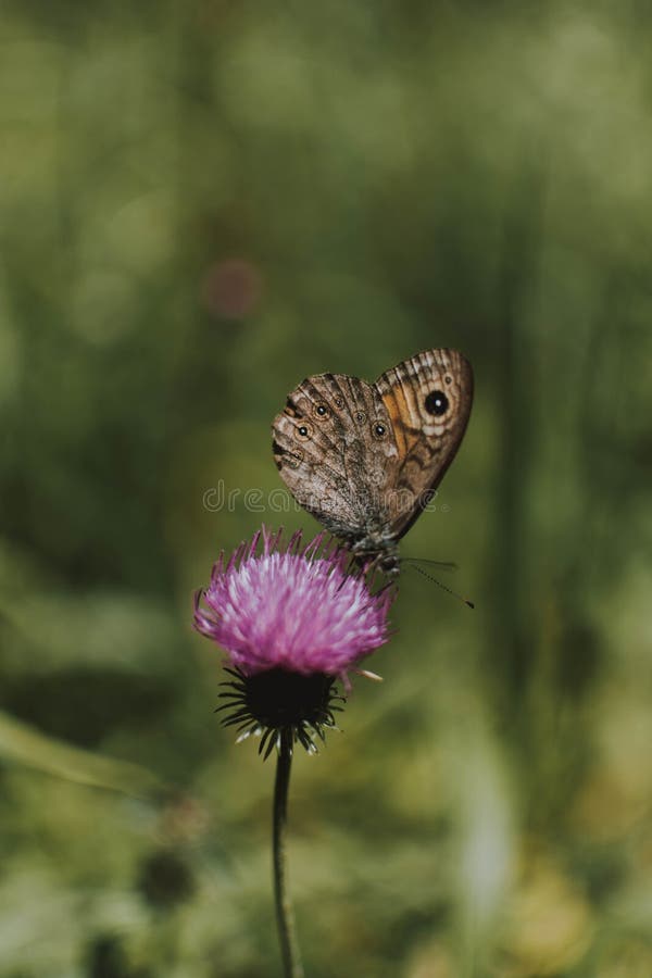 Vertical selective focus shot of a large wall brown butterfly perched on a purple thistle flower