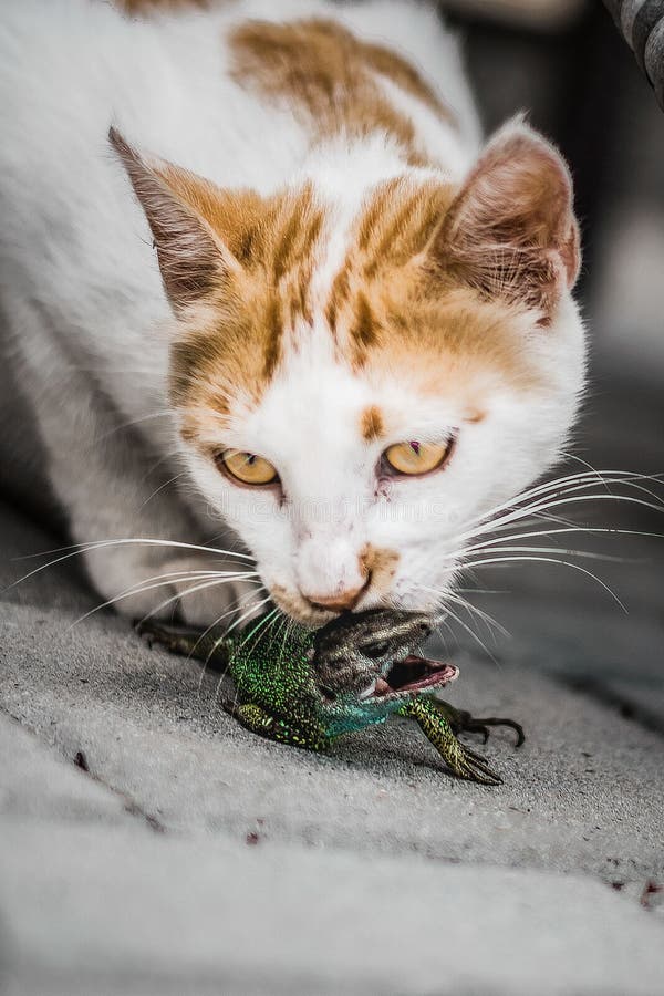 Vertical Selective Focus of a White Cat with Orange Marks and Yellow