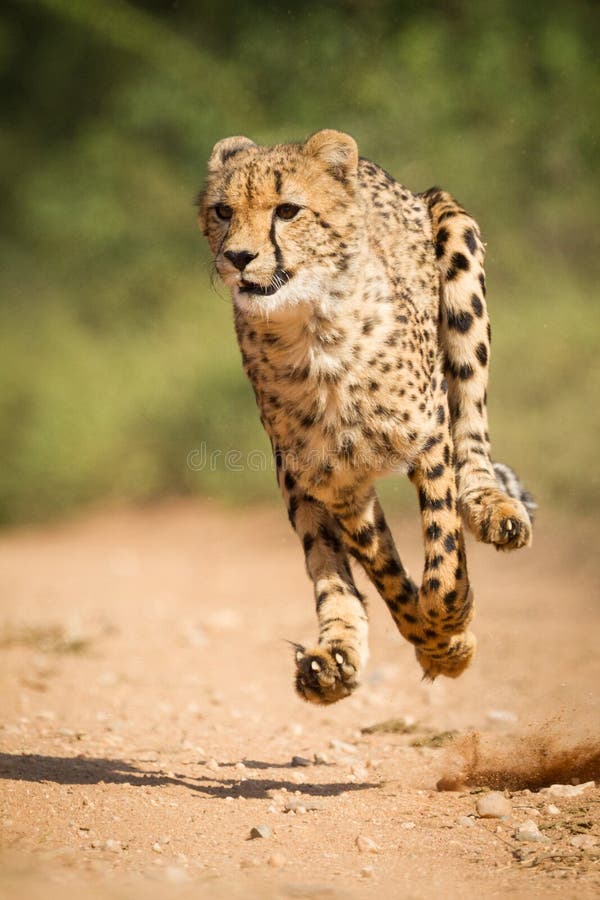 One adult cheetah chase with all legs off the ground in Kruger Park South Africa stock photo