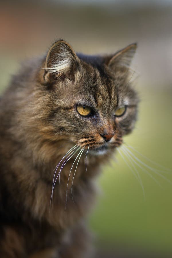 angry cat (profile picture)