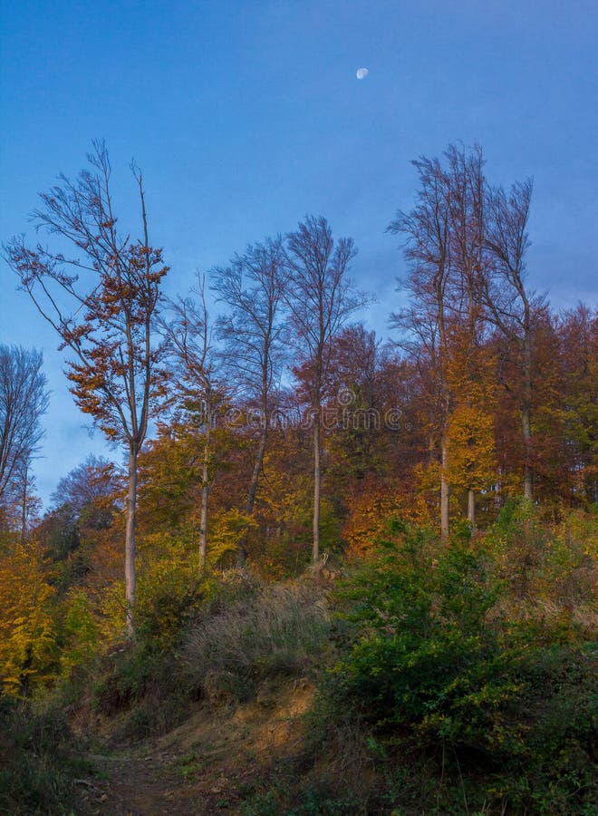 Vertical Shot Of Autumn On Mountain Medvednica With Half Moon In The