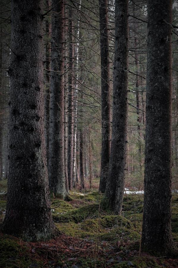 Vertical Shot of the Bare Tall Trees of the Dark Forest in a Gloomy Day ...