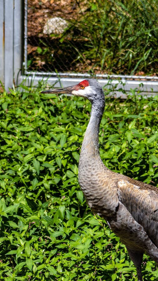 Vertical Shot of a Beautiful Sandhill Crane Looking Aside in Front of