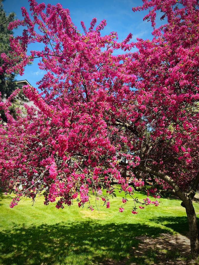 Vertical shot of a bloomed apple tree ornamental hillery in the garden royalty free stock photo
