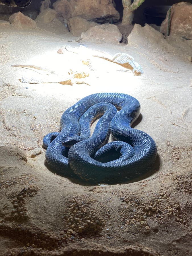 A Cobrinha Azul / The Blue Racer