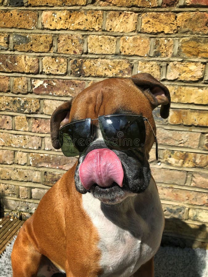 Vertical Shot of a Brown Boxer Dog Wearing Sunglasses in Front of a