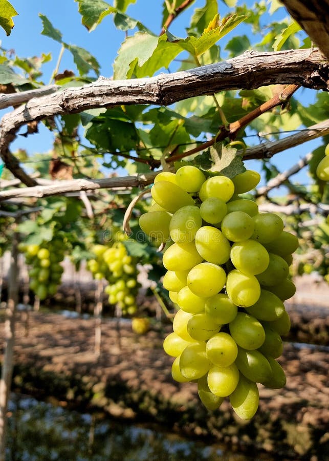 The vertical shot of bunch of green grapes. stock images