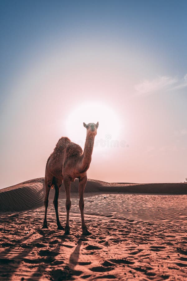 Vertical Shot of a Camel Walking in the Desert Captured on a Hot Sunny