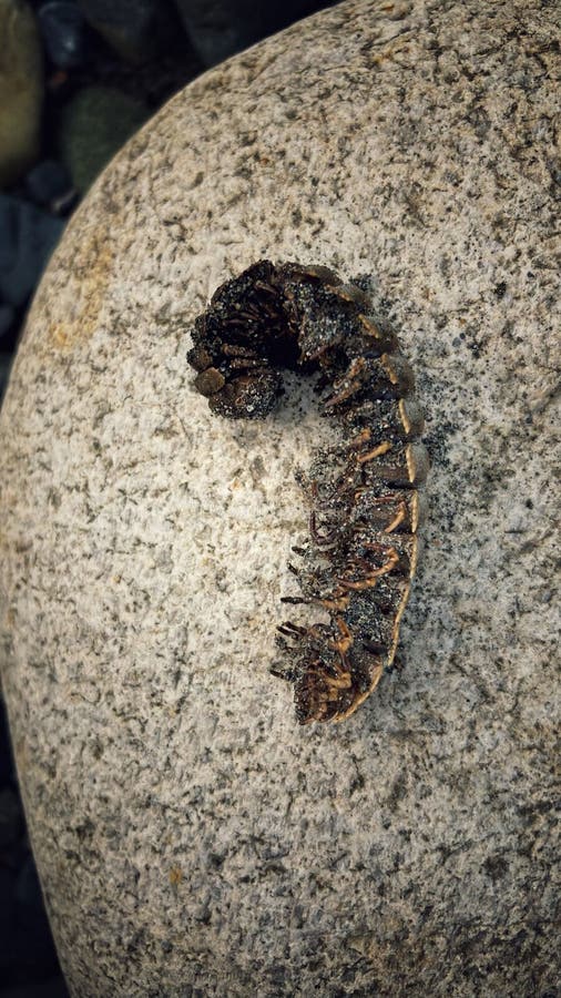 Vertical Shot of a Caterpillar Captured in the Amazon Rainforest of