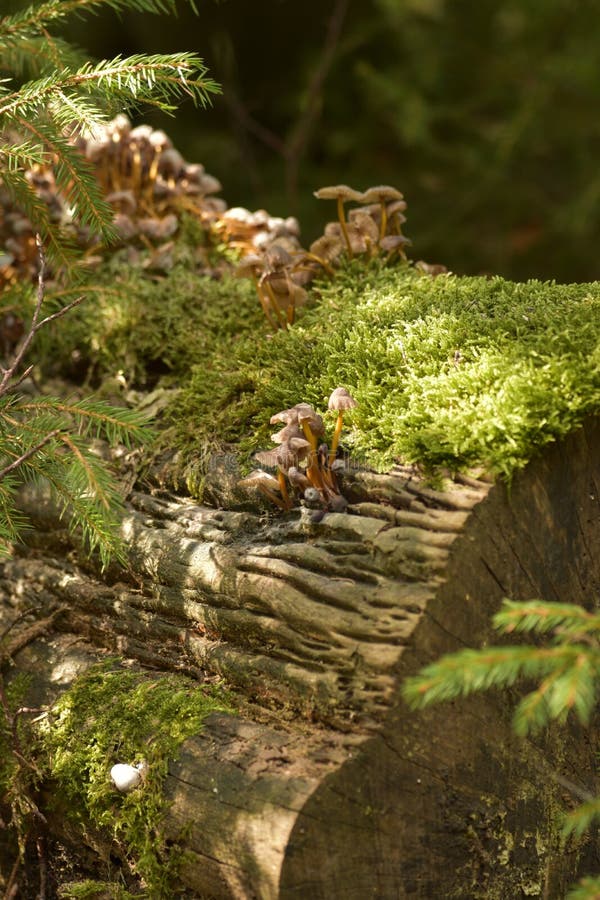 Vertical shot of a cluster of mushrooms growing on an old log covered with moss in a forest royalty free stock image