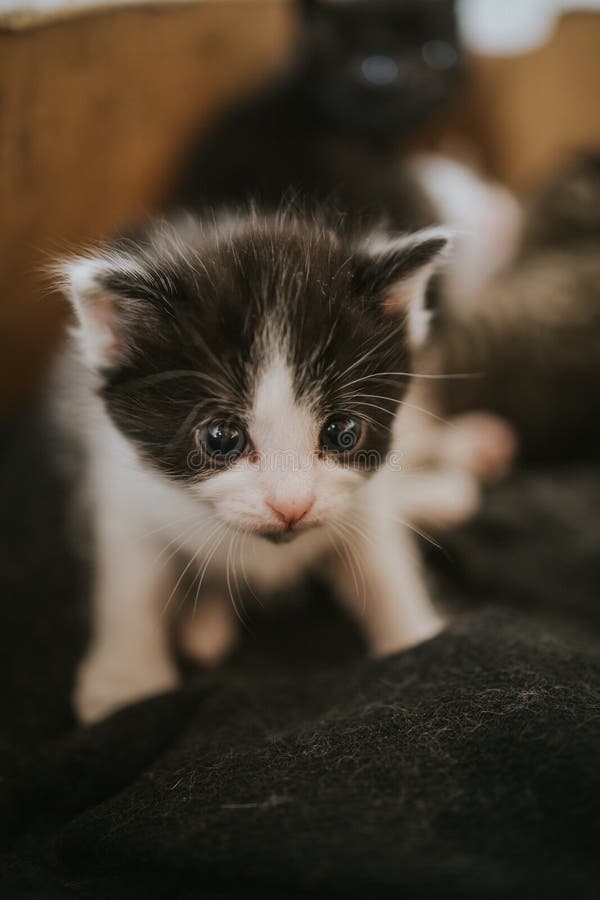 Vertical Shot of a Cute Newborn Kitten on a Blanket Stock Image Image