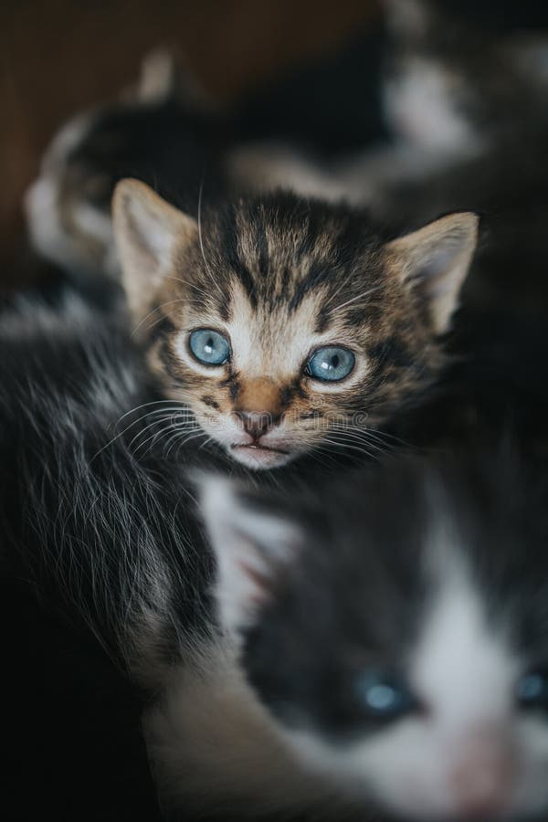 Vertical Shot of a Cute Newborn Kitten with Blue Eyes Stock Image