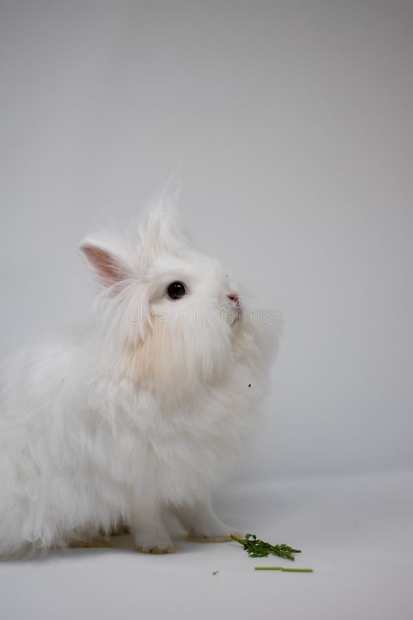 Vertical Shot of a Cute White Bunny with Funny Hair Stock Image - Image of  funny, hairstyle: 193949801