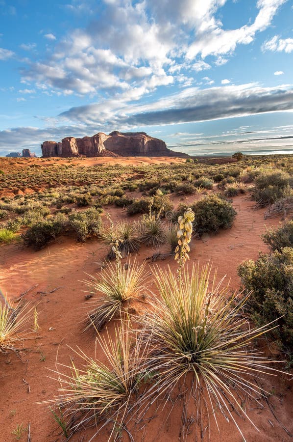 Desert Landscape with Buttes and Mesas and Cactus in Foreground. Stock ...