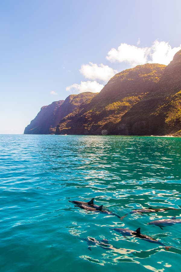 Vertical Shot of Dolphins Swimming Near the Na Pali Coast Cliffs on