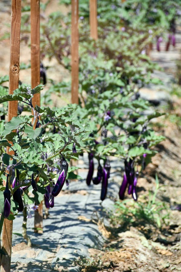 Eggplant fields stock photo. Image of botany, fields 41766412