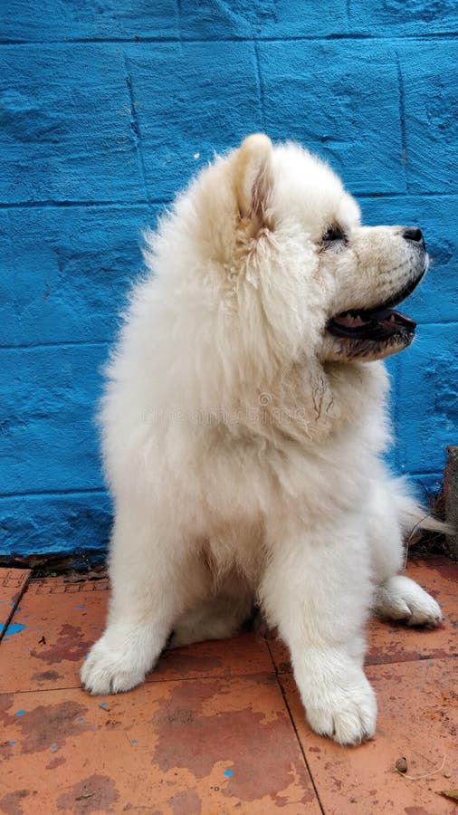 5 373 White Chow Photos Free Royalty Free Stock Photos From Dreamstime 5 373 White Chow Photos Free Royalty Free Stock Photos From Dreamstime