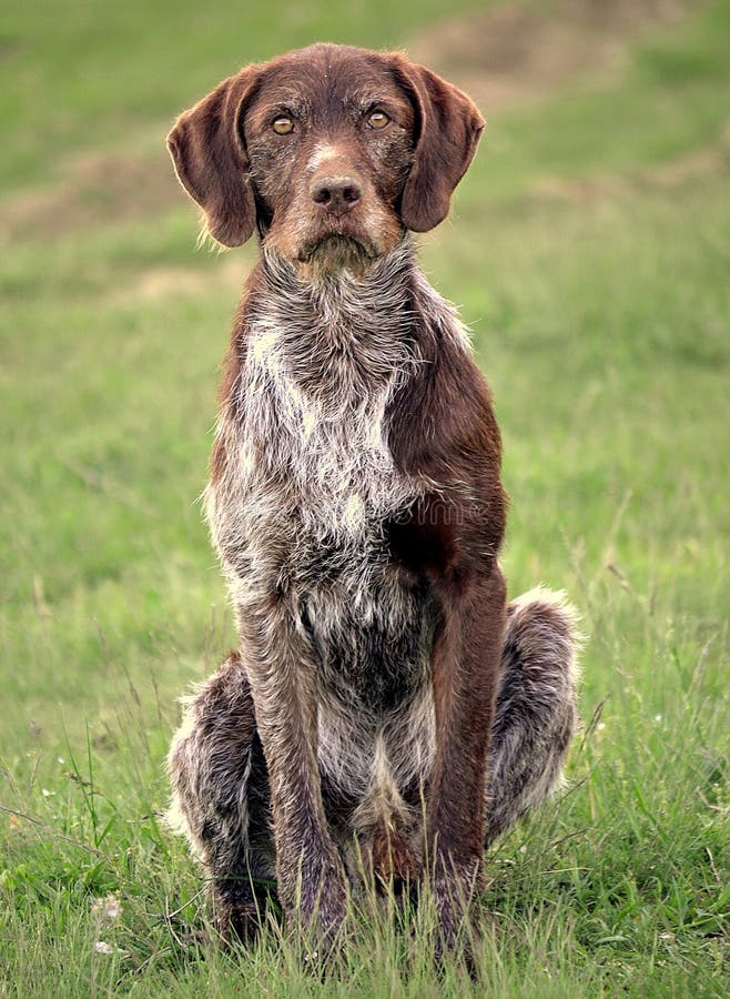 wired shorthaired pointer