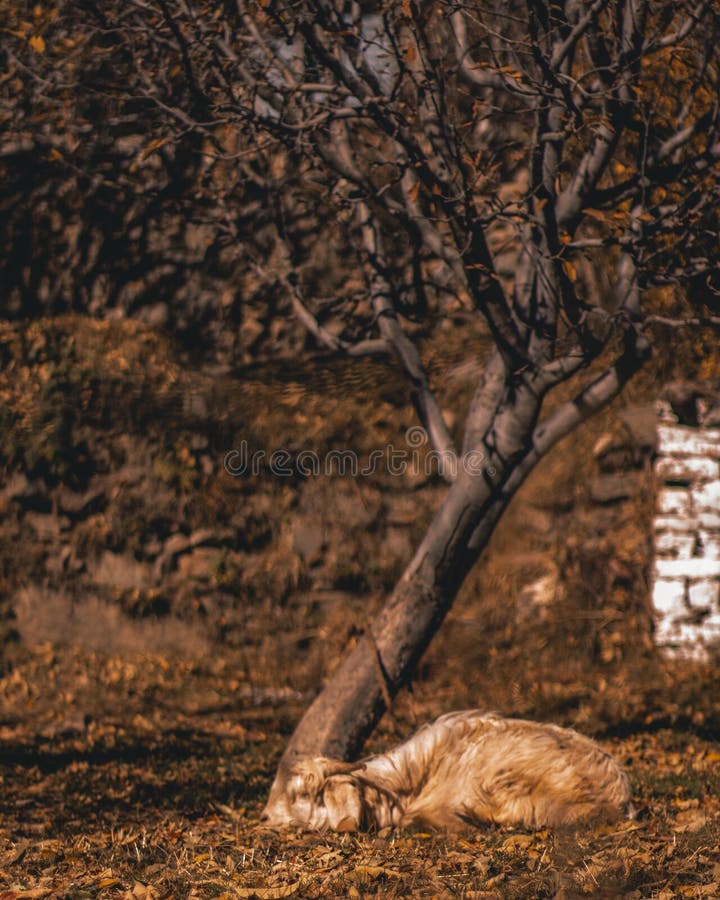 Vertical shot of the goat resting under the leafless tree. royalty free stock photography