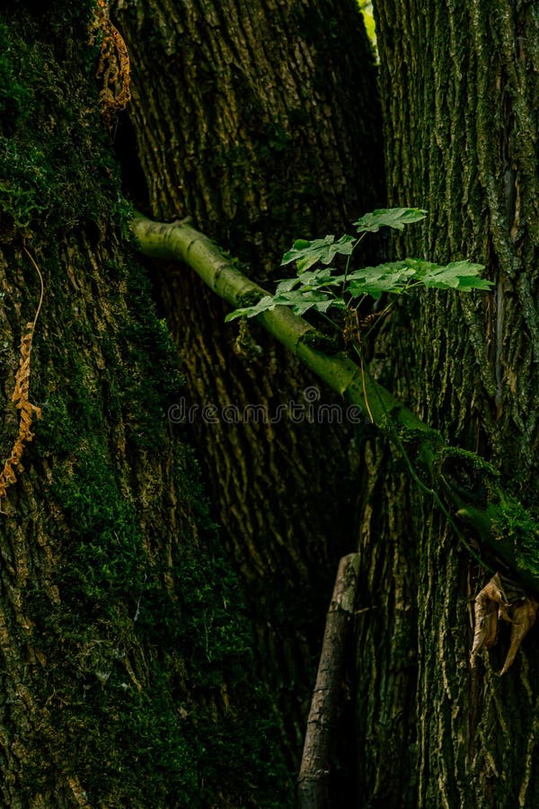Vertical shot of a green stick growing in a forest stock photo