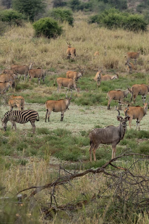 Vertical shot of a group of different mammals in the Kruger National Park stock images