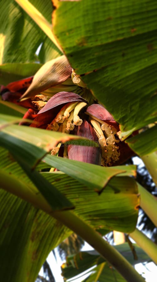 A vertical shot of a growing banana plant surrounded by leaves during daylight