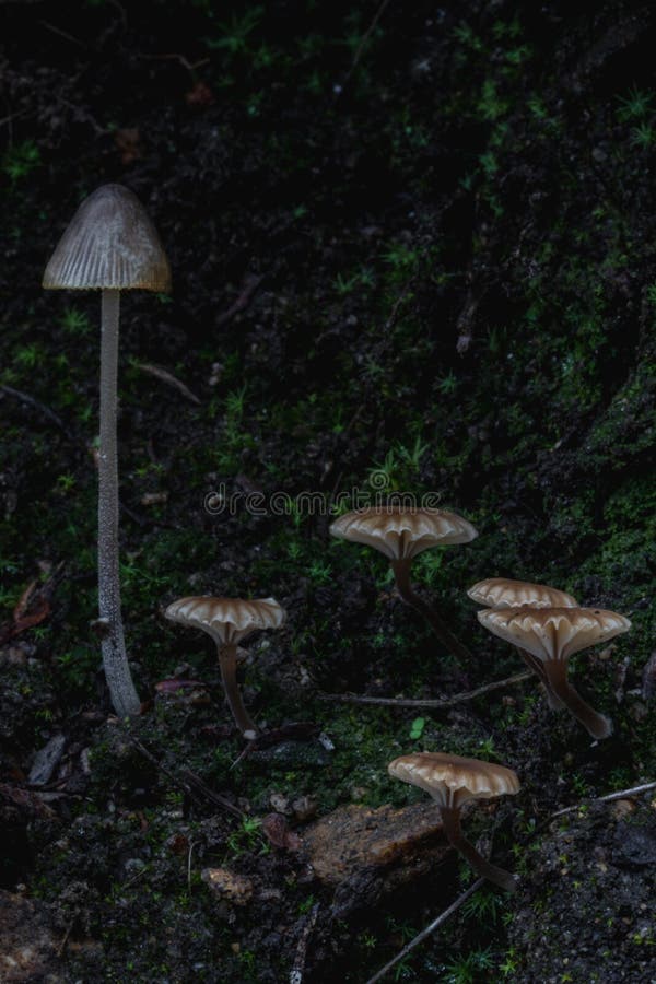 Vertical Shot of Growing Mushrooms in the Forest Stock Image Image of