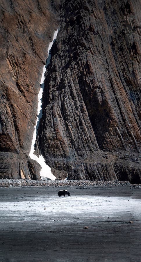 Vertical shot of a Himalayan yak, Pin valley national park, India during winter royalty free stock photography Vertical shot of a Himalayan yak, Pin valley national park, India during winter royalty free stock photography