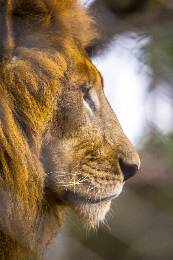 Vertical Shot Of A Magnificent Lion In An Animal Orphanage Captured In