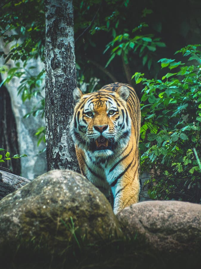 Vertical shot of a majestic growling tiger in a forest royalty free stock photography