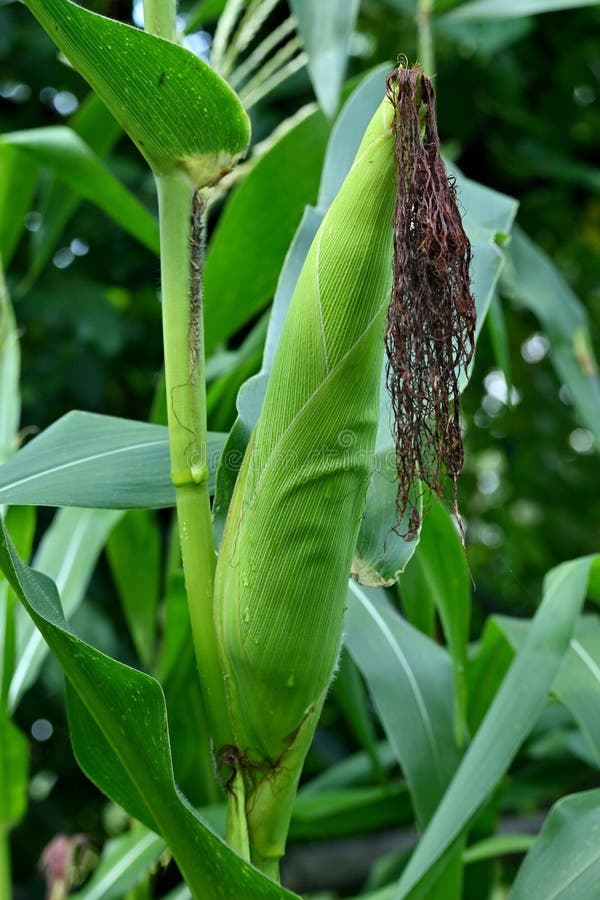 Vertical Shot of a Mature Green Corn Cob Plant on the Farm Stock Photo